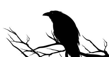 Istockphoto 1136340492 612x612