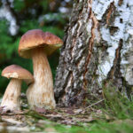 Houby Depositphotos