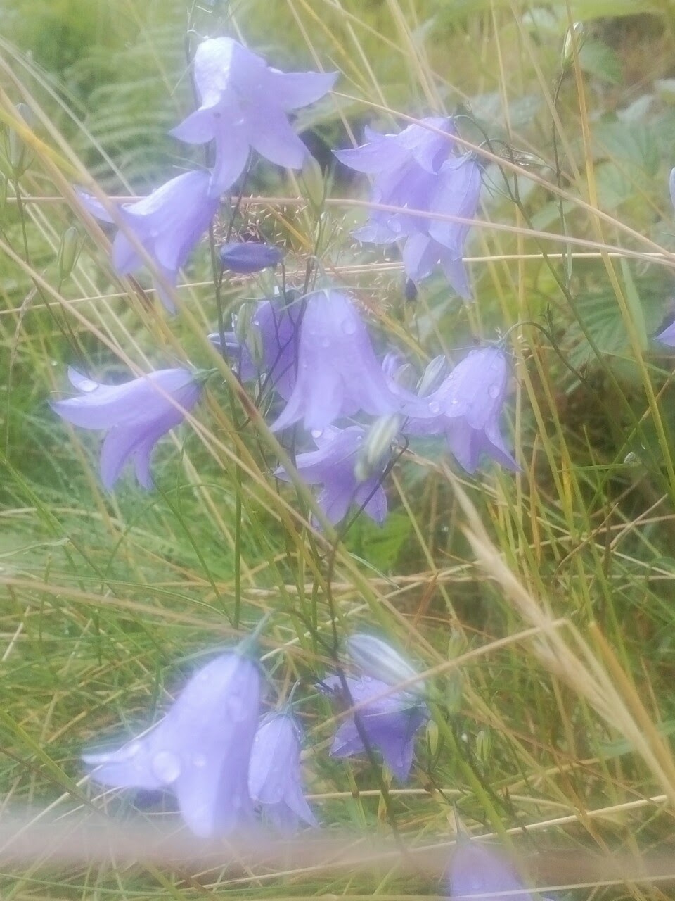 Optimized by Avast Cleanup