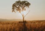 A lone tree in a field of tall grass backlit by low sun